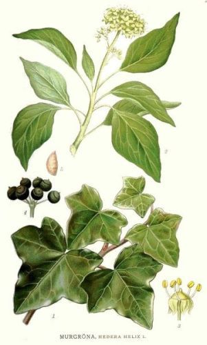 Hedera helix - плющ обыкновенный